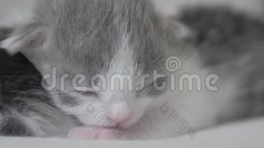 搞笑视频两只可爱的新生小猫睡眠生活方式团队合作床上.. 宠物概念宠物概念。 小猫条纹